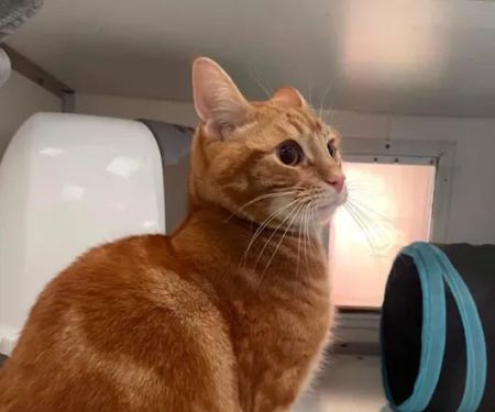 Brookdale Boarding Cattery