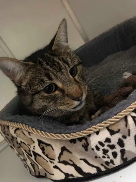 Brookdale Boarding Cattery Picture 4