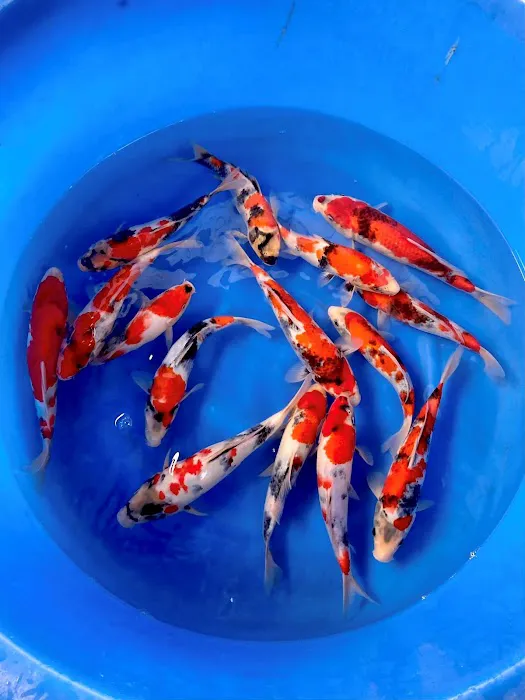 Maidenhead Aquatics Wenvoe Picture 2