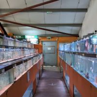 Maidenhead Aquatics Wenvoe ico