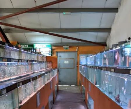 Maidenhead Aquatics Wenvoe