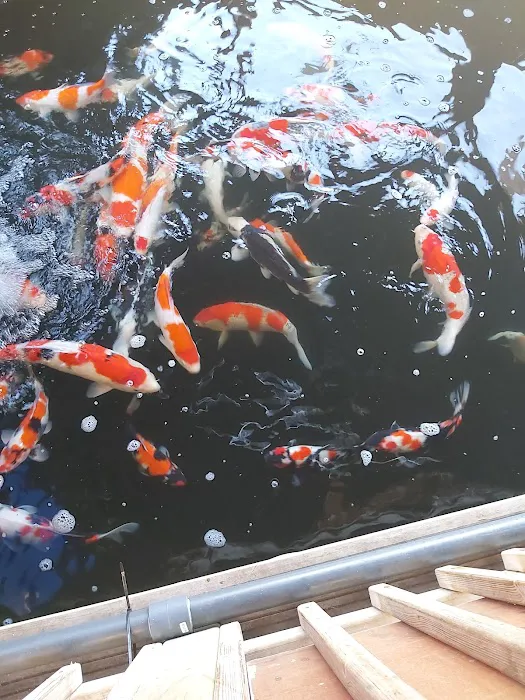 Maidenhead Aquatics Wenvoe Picture 3