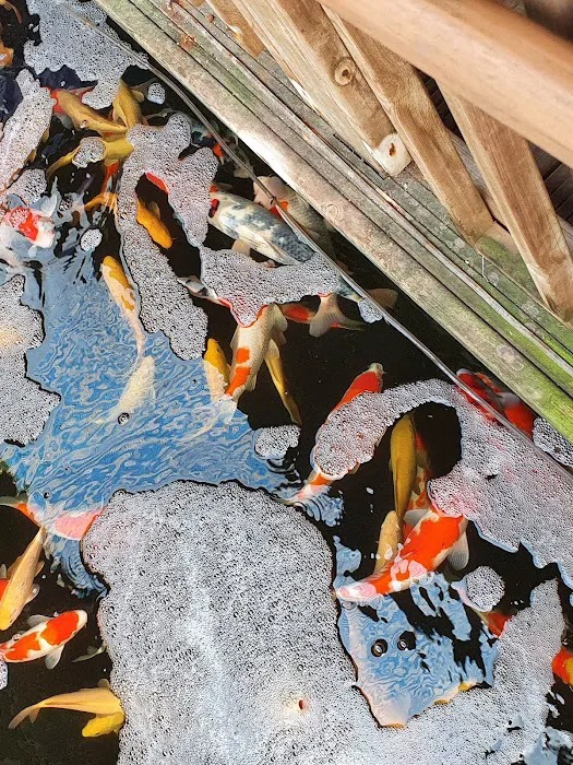 Maidenhead Aquatics Wenvoe Picture 5