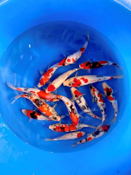 Maidenhead Aquatics Wenvoe Picture 6