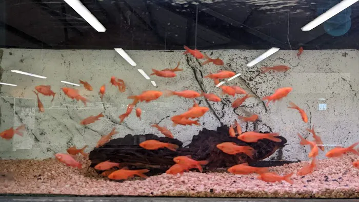 Maidenhead Aquatics Wenvoe Picture 7