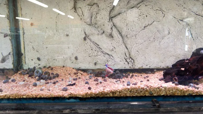 Maidenhead Aquatics Wenvoe Picture 8