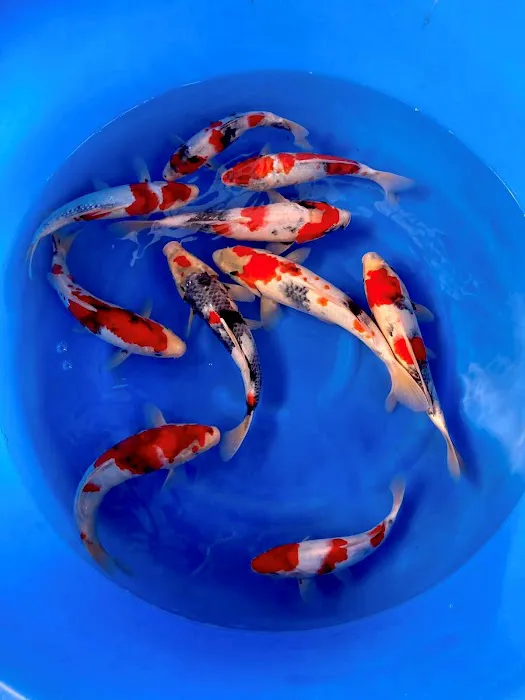 Maidenhead Aquatics Wenvoe Picture 9