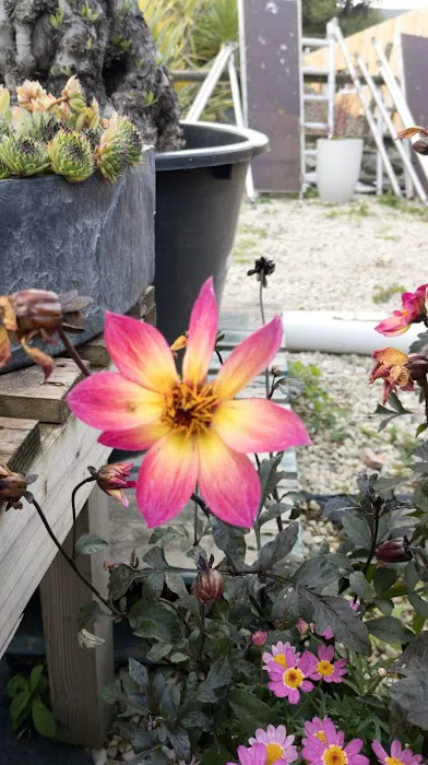 Maidenhead Aquatics Wenvoe Picture 10