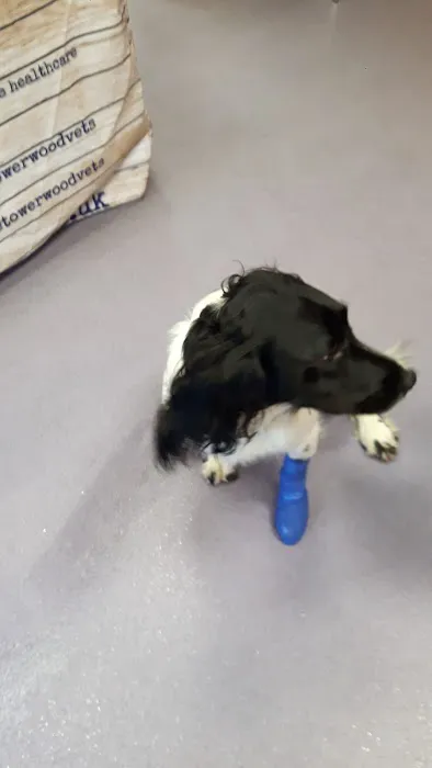 Towerwood Vets, Greengates Picture 8