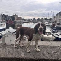 Oakbank Veterinary Services ico