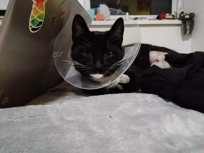 Northcote Veterinary Surgery Picture 6