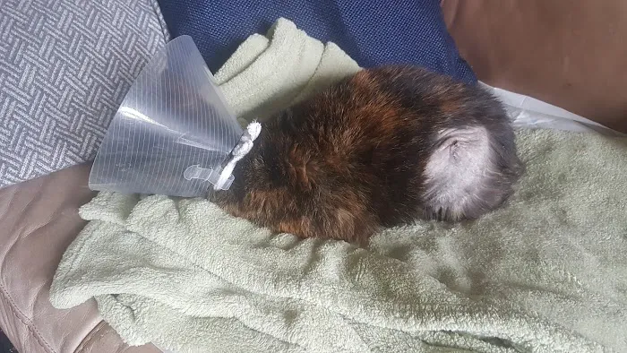 Northcote Veterinary Surgery Picture 9