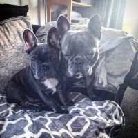 Baildon Veterinary Centre ico