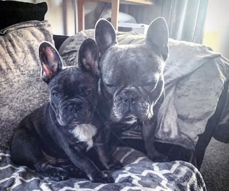 Baildon Veterinary Centre