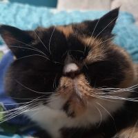 Comber Veterinary Clinic (ACE Vets) ico