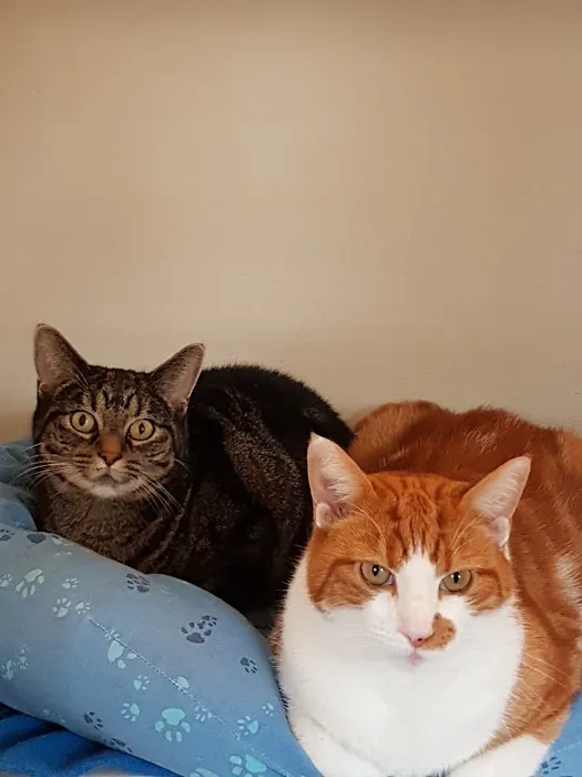 Peartree Cottage Cattery Picture 1