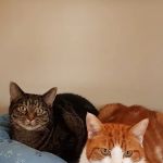 Peartree Cottage Cattery