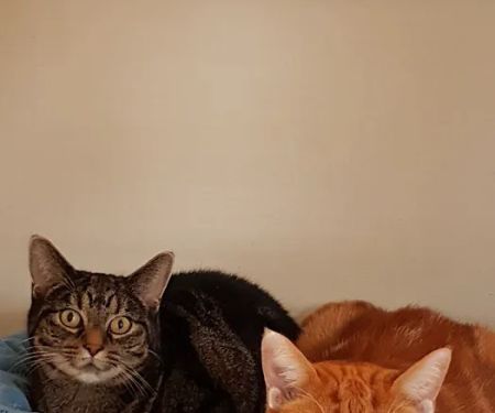 Peartree Cottage Cattery