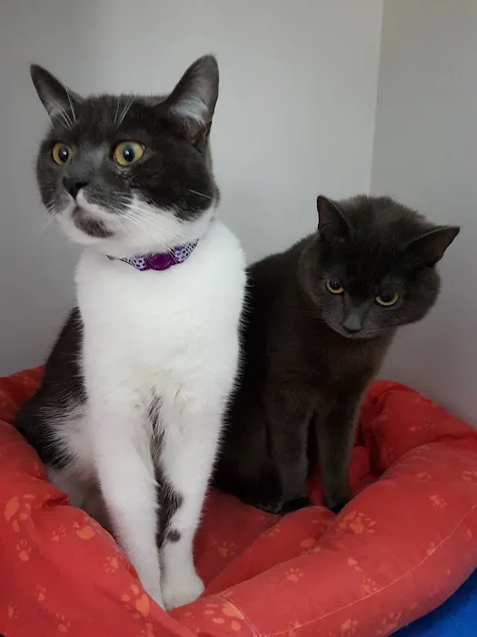 Peartree Cottage Cattery Picture 10