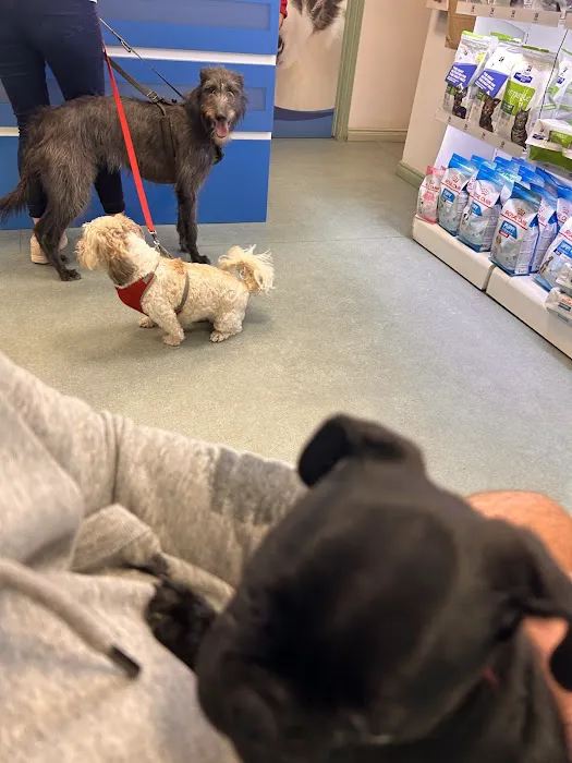 Ards Veterinary Clinic (ACE Vets) Picture 8