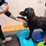 Vet Rehab Ni Ltd