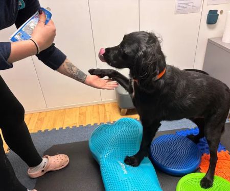 Vet Rehab Ni Ltd