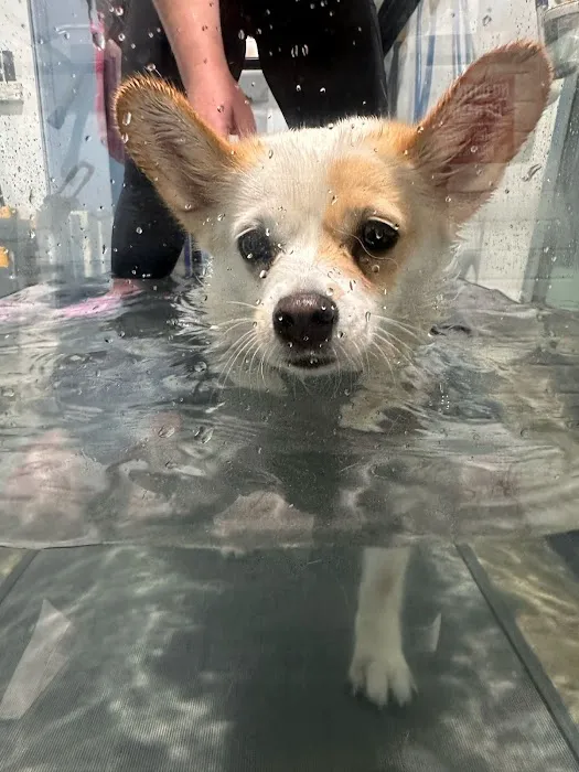Vet Rehab Ni Ltd Picture 2