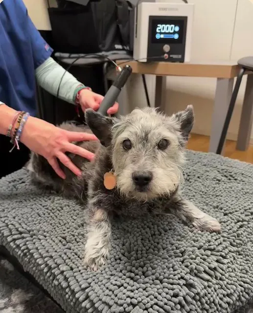 Vet Rehab Ni Ltd Picture 5