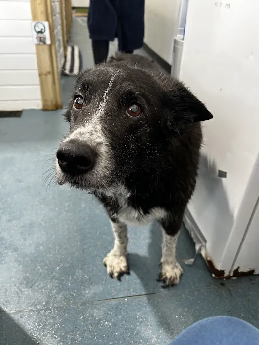 Vet Rehab Ni Ltd Picture 7
