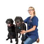 Vets4Pets - Newtownards