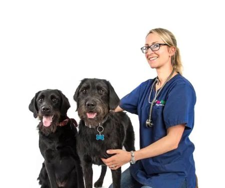 Vets4Pets - Newtownards