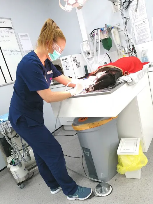 Vets4Pets - Newtownards Picture 6