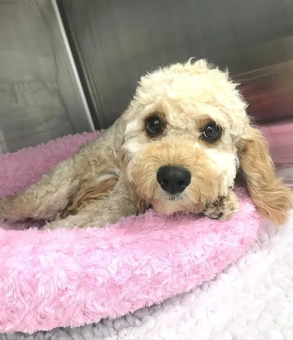 Vets4Pets - Newtownards Picture 4