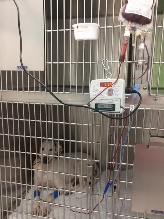 Vets4Pets - Newtownards Picture 8