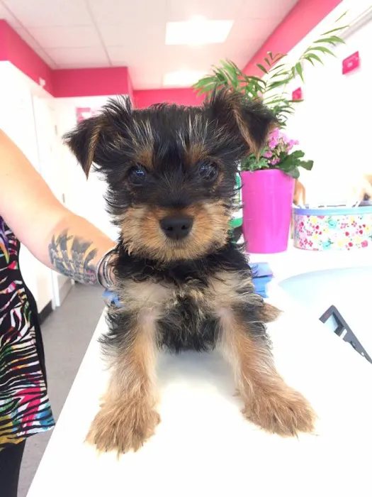 Vets4Pets - Newtownards Picture 10