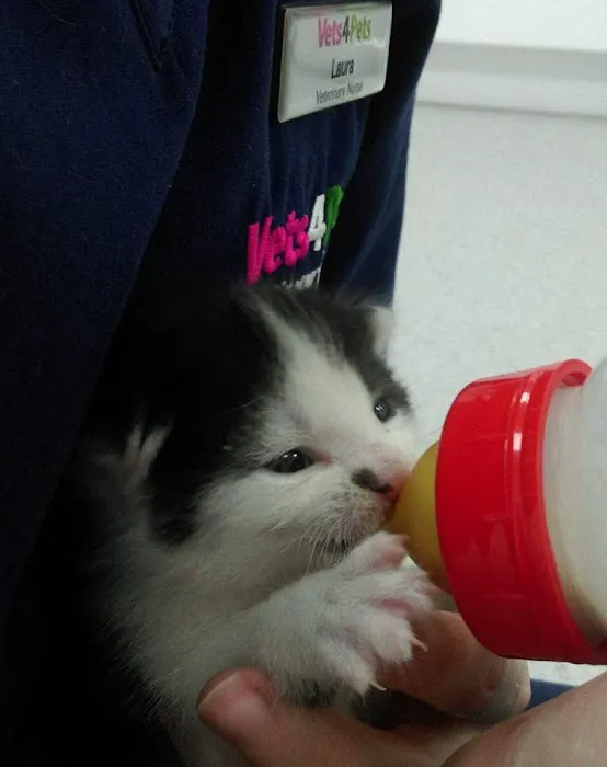Vets4Pets - Newtownards Picture 7
