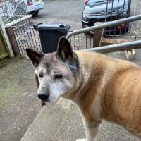 Ashwood Veterinary Clinic ico