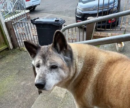 Ashwood Veterinary Clinic