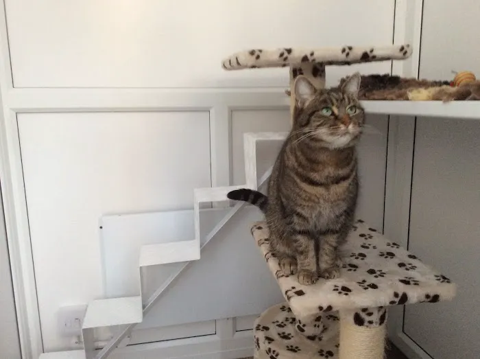 Cattery in Lincoln Willow Tree Cat Hotel Picture 3
