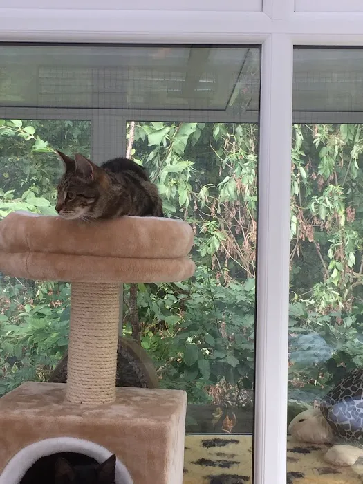 Cattery in Lincoln Willow Tree Cat Hotel Picture 6