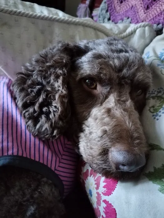 Medivet Metheringham Picture 2