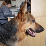 Witham View Veterinary Surgery