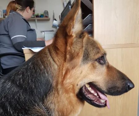 Witham View Veterinary Surgery