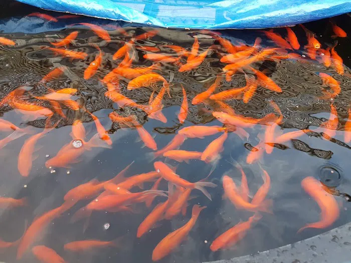 Derbyshire Koi & Aquatics Picture 2