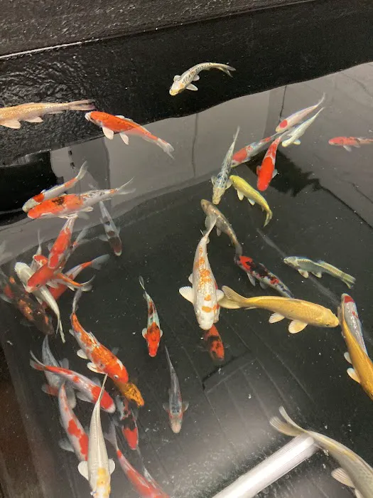 Derbyshire Koi & Aquatics Picture 8