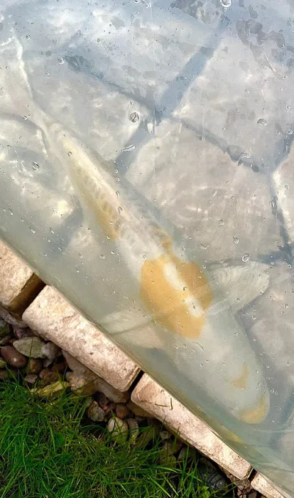 Derbyshire Koi & Aquatics Picture 9