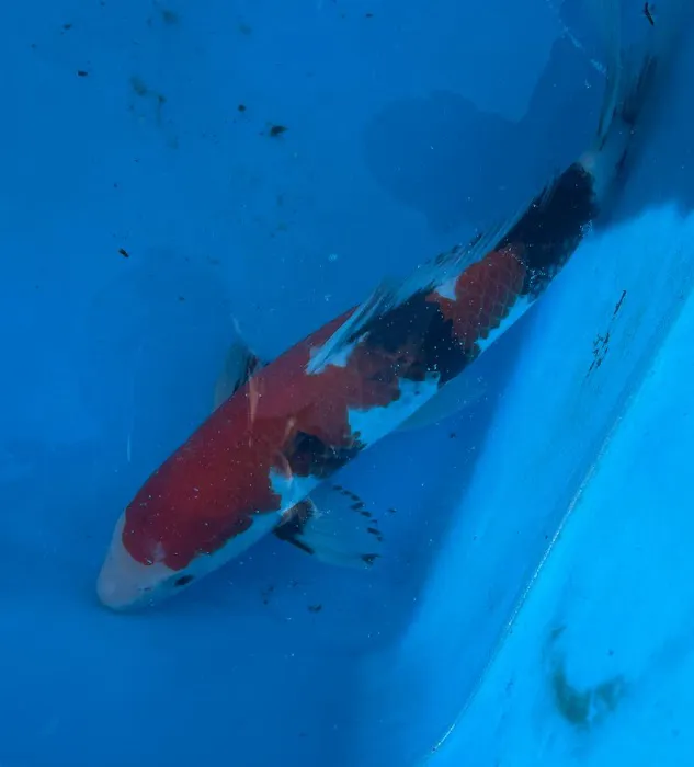 Derbyshire Koi & Aquatics Picture 10