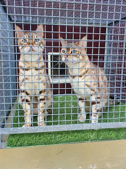 Higher Spen Cattery Picture 2