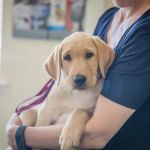 Mearley Veterinary Group