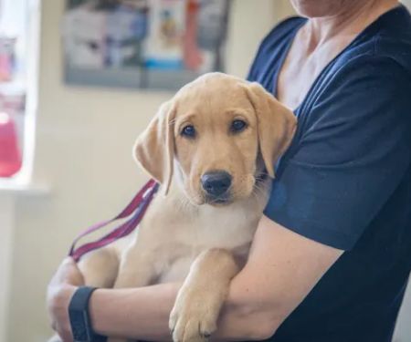 Mearley Veterinary Group